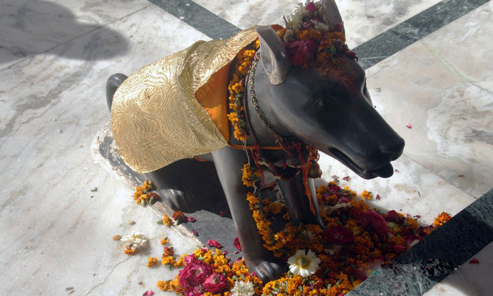 Dog Temple India