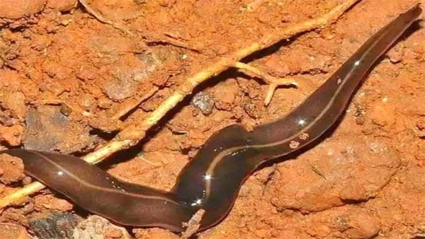 new guinea flat worms