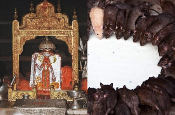 Karni Mata Temple mouse 3