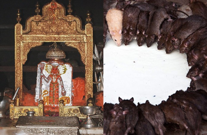 Karni Mata Temple mouse 