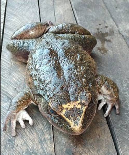 biggest frog