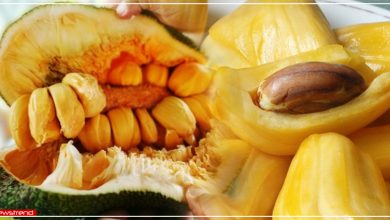 jackfruit seeds