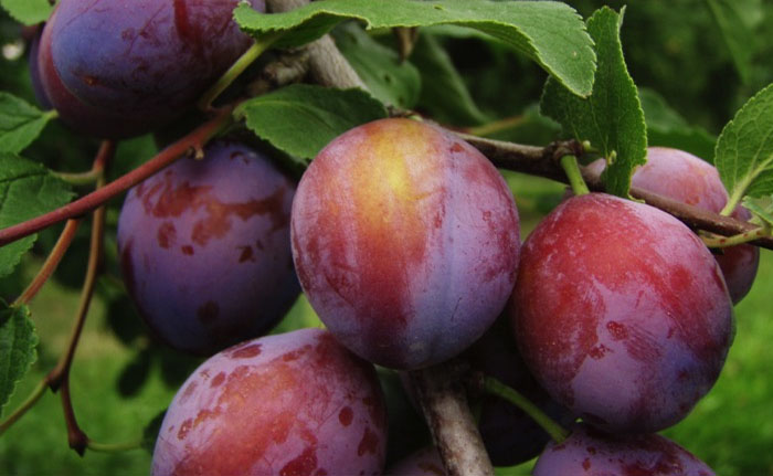 plums