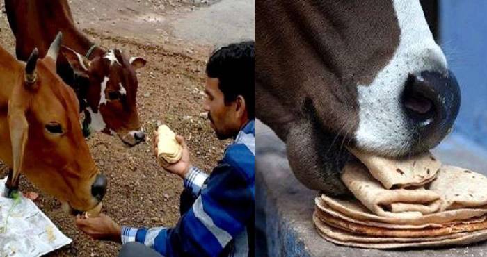 Benefits of fedding cow bread