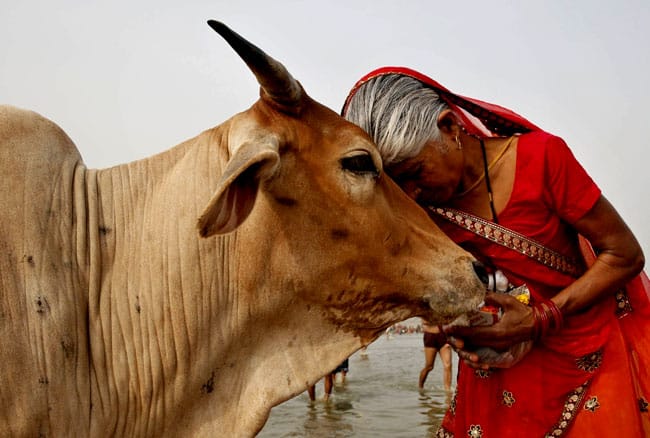 Benefits of fedding cow bread