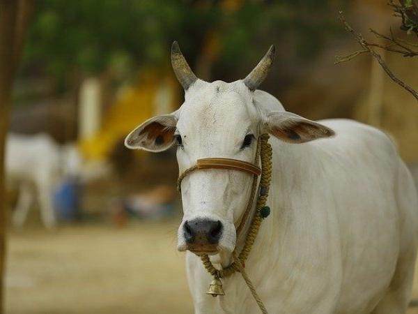 Benefits of fedding cow bread