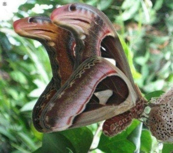 Attacus Atlas