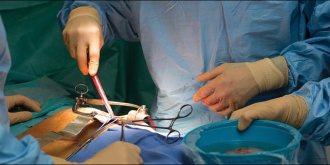 Pig kidney transplant into human