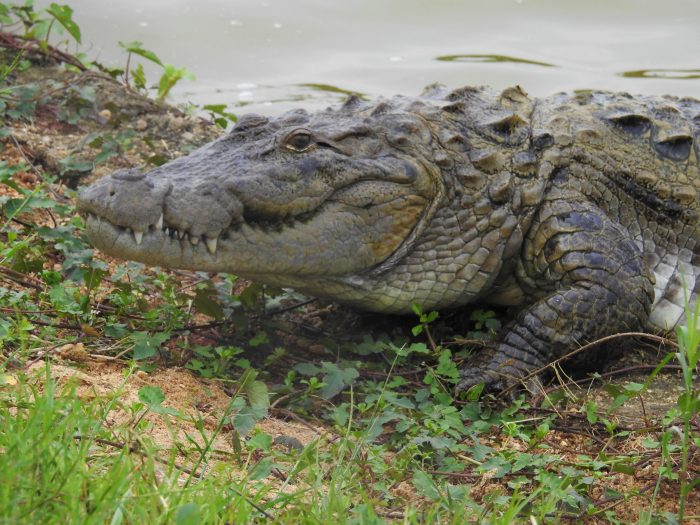 crocodile