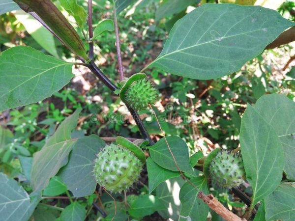 datura plant