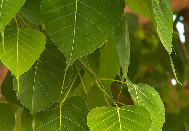 Paras Peepal Tree Benefits 